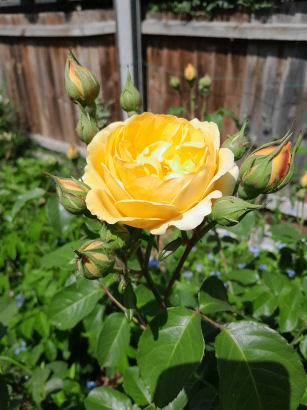 flowers